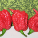 The Carolina Reaper, recognized as the world’s hottest pepper.